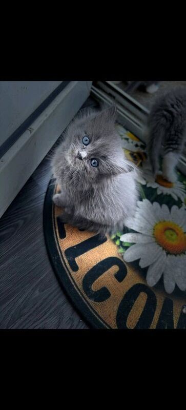 Ragdoll kittens for sale in Coatbridge, Lanarkshire – 8 months old - Image 2 of 3