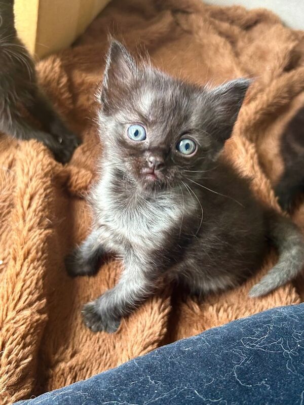 Ragdoll kittens for sale in Broxbourne, Hertfordshire – 5 weeks old