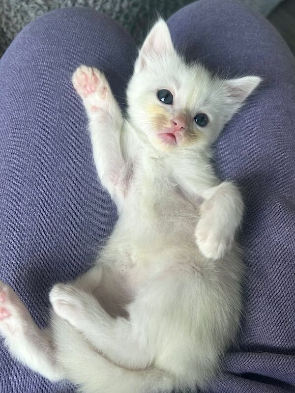 Ragdoll kittens for sale in Broxbourne, Hertfordshire – 5 weeks old - Image 2 of 3