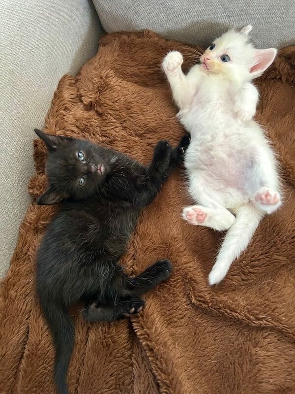 Ragdoll kittens for sale in Broxbourne, Hertfordshire – 5 weeks old - Image 3 of 3
