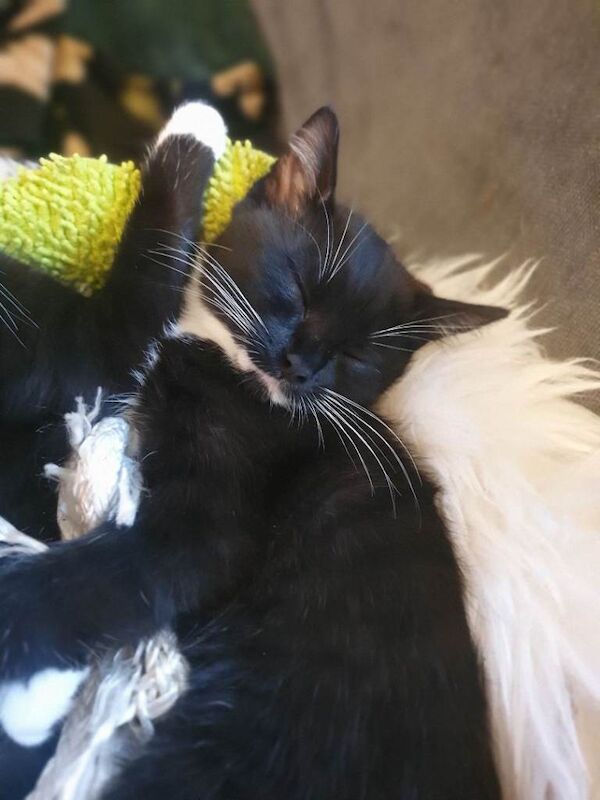 Ragdoll x Scottish shorthair tuxedo female kitten