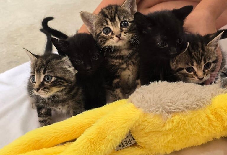 Ragdoll kittens for sale in New Tredegar, Gwent – 8 weeks old