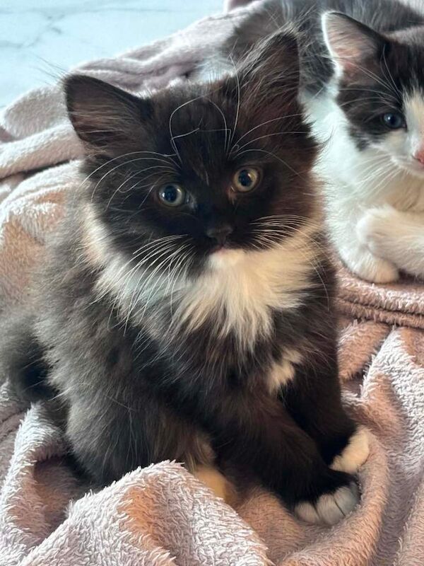 Ragdoll x Turkish Angora Kittens - Image 3 of 6