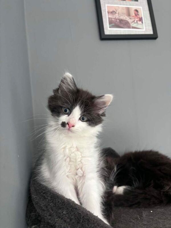 Ragdoll x Turkish Angora Kittens - Image 5 of 6