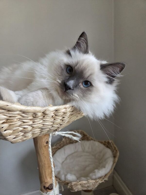 Ragdoll kittens for sale in Bolton, Greater Manchester – 5 months old