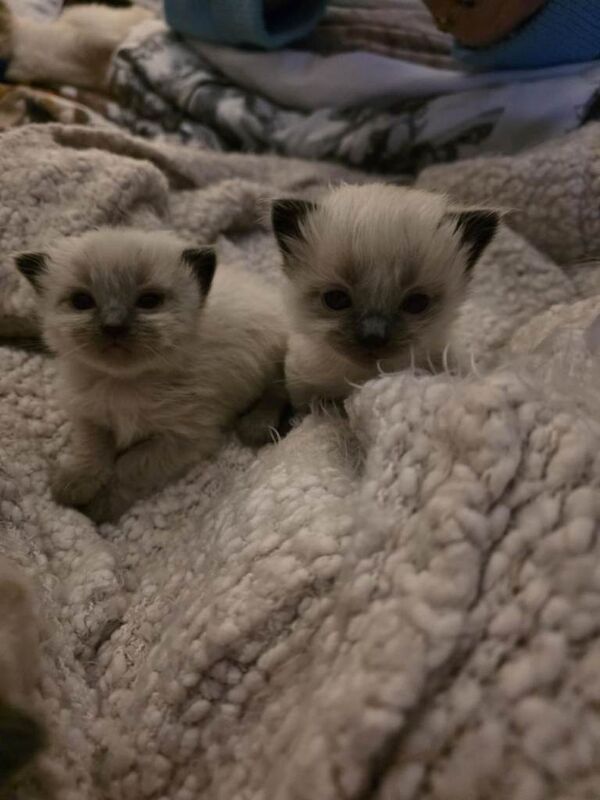 Ragdoll kittens for sale in St Austell, Cornwall – 2 weeks old