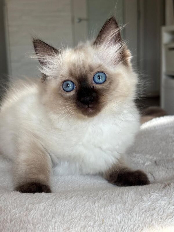 Ragdoll kittens for sale in Edinburgh, City of Edinburgh – 10 weeks old
