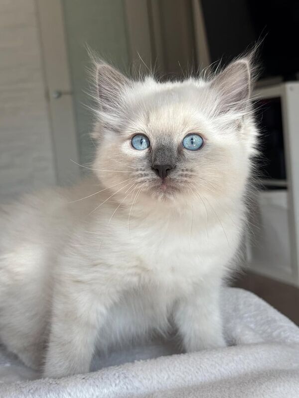 Ragdoll kittens for sale in Edinburgh, City of Edinburgh – 10 weeks old - Image 2 of 3