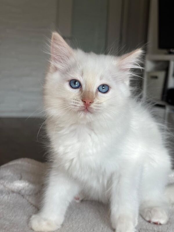 Ragdoll kittens for sale in Edinburgh, City of Edinburgh – 10 weeks old - Image 3 of 3