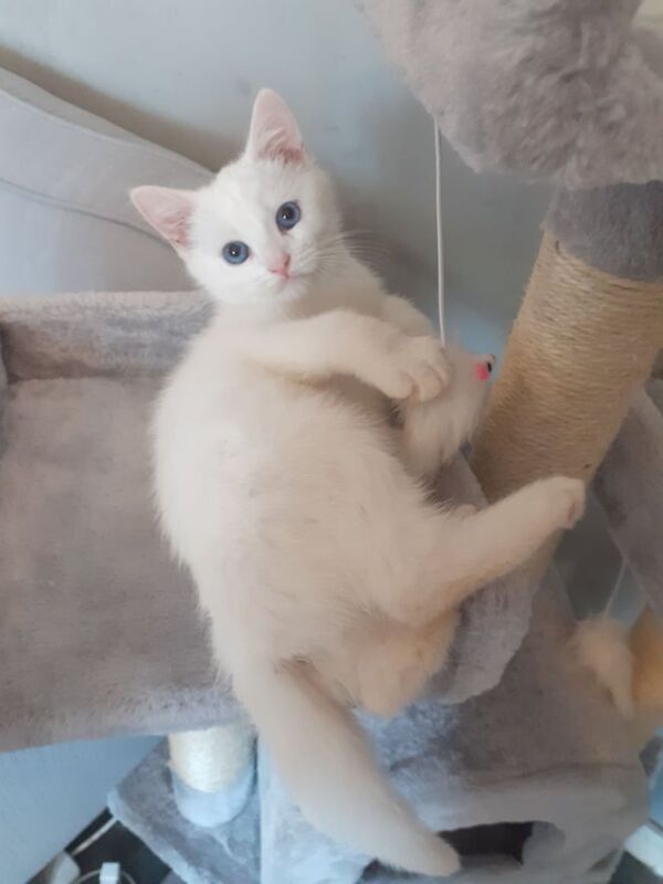 Ragdolls cross for sale in Gorleston, Norfolk