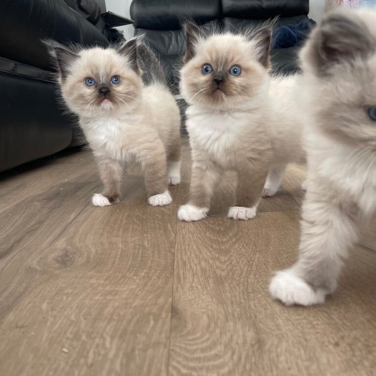 Ragdolls five beautiful kittens for sale in Gravesend, Kent