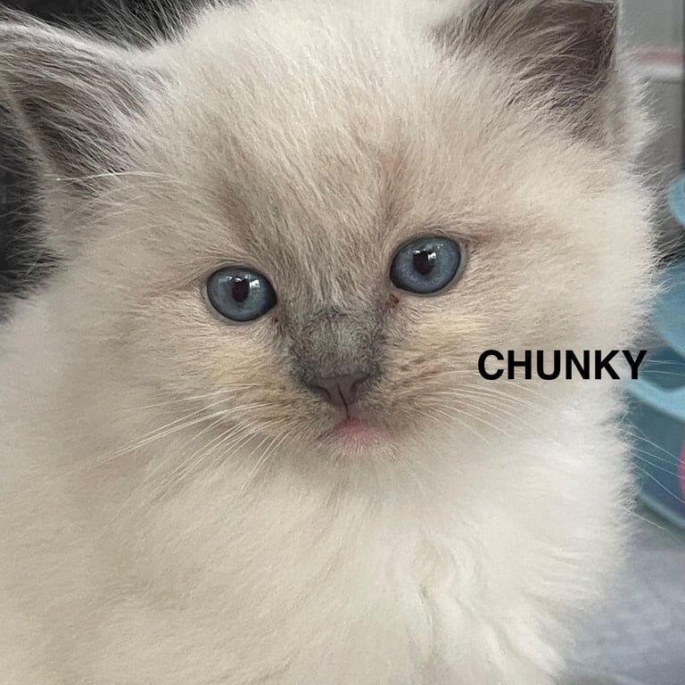 Ragdolls five beautiful kittens for sale in Gravesend, Kent | Image 2
