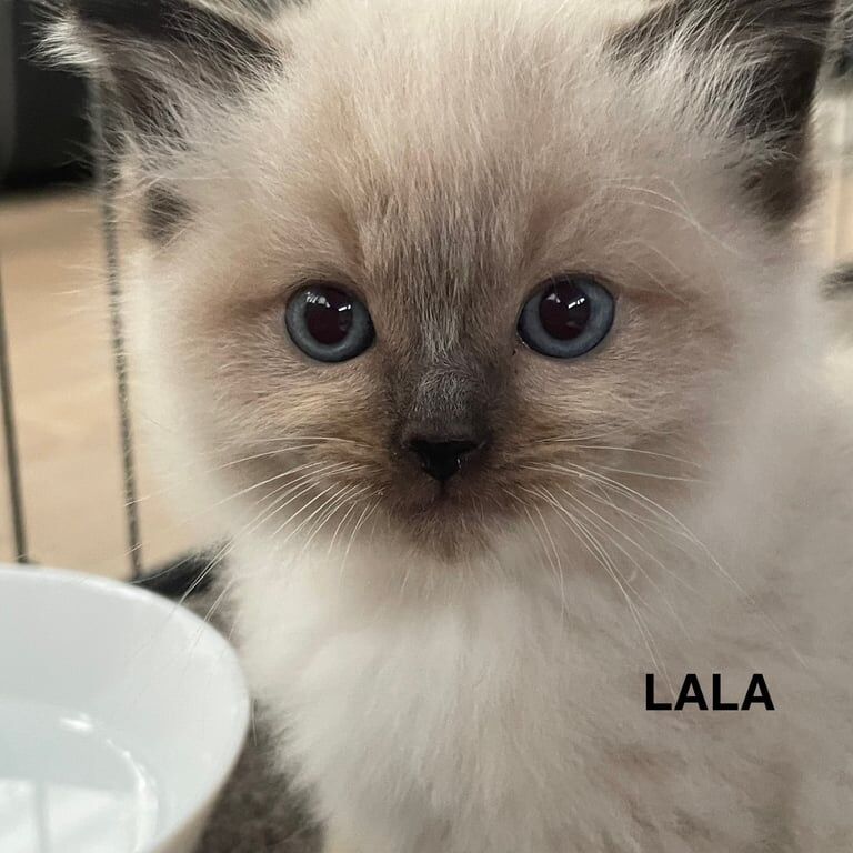 Ragdolls five beautiful kittens for sale in Gravesend, Kent | Image 3