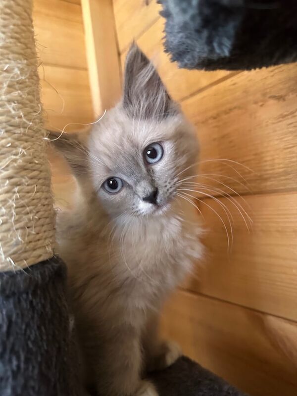 Ragdoll kittens for sale in Bilston, West Midlands – 11 weeks old