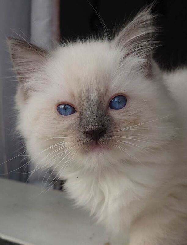 Ragdolls For Sale