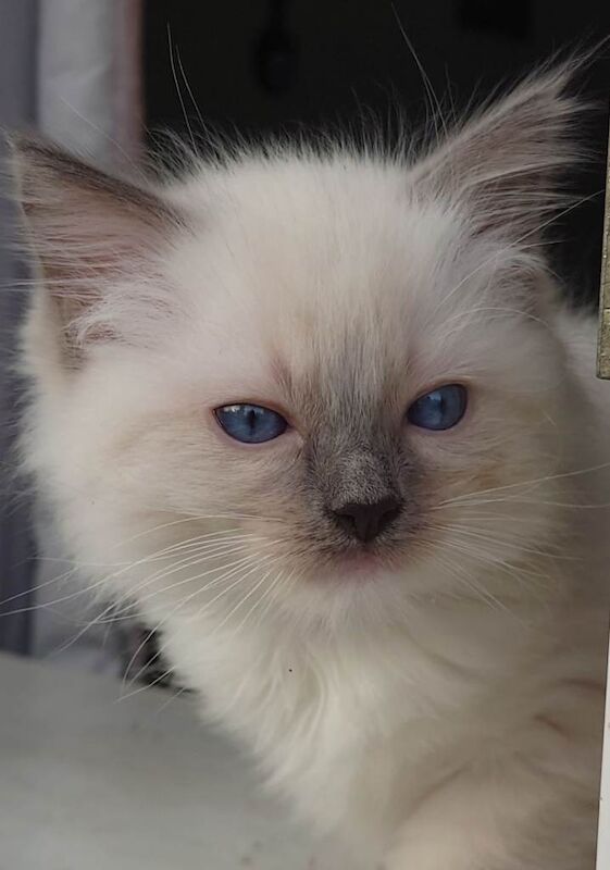 Ragdolls For Sale - Image 2 of 2