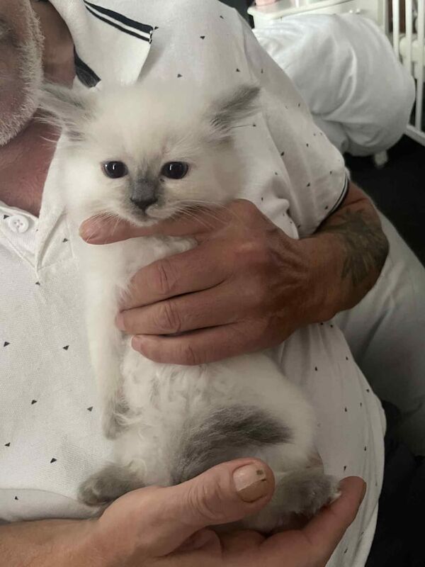 Ragdoll kittens for sale in Nuneaton, Warwickshire – 8 weeks old