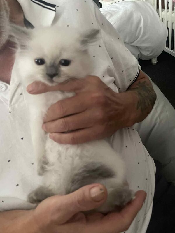 Ragdoll kittens for sale in Nuneaton, Warwickshire – 8 weeks old - Image 3 of 3