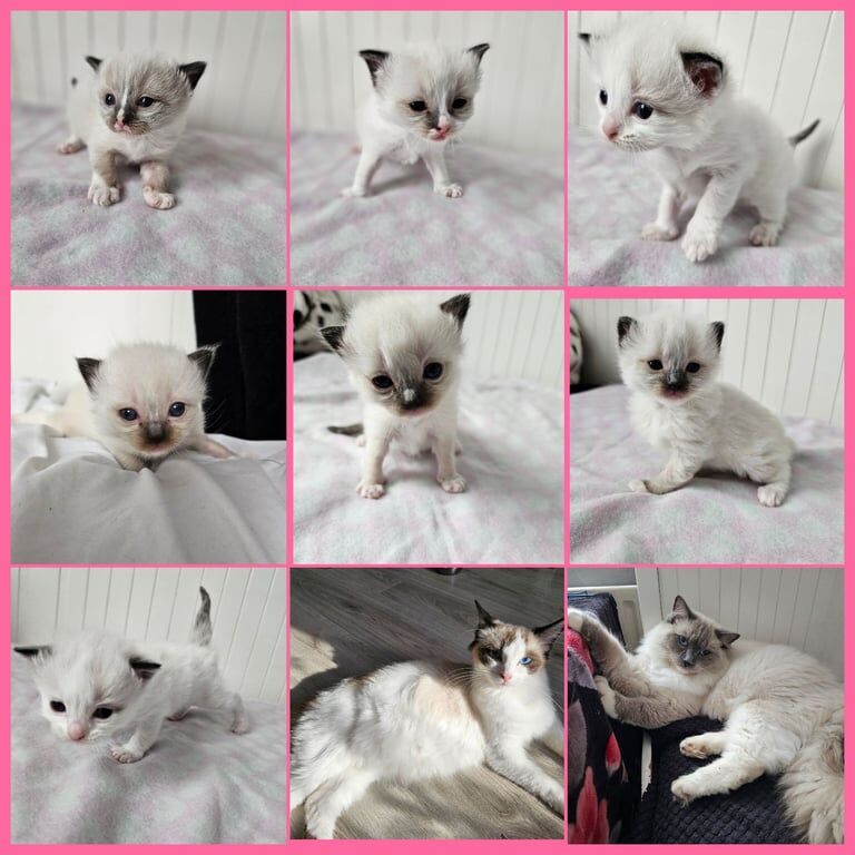 RAGDOLLS KITTENS for sale in Tottenham, Greater London