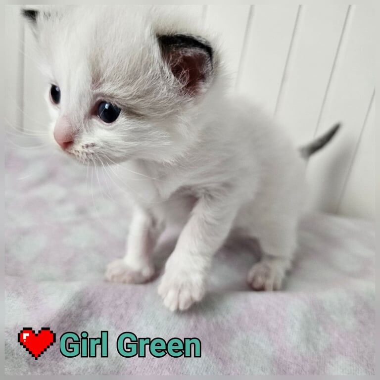 RAGDOLLS KITTENS for sale in Tottenham, Greater London | Image 2