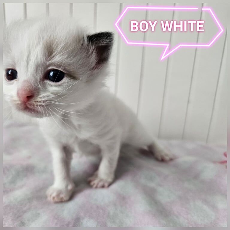 RAGDOLLS KITTENS for sale in Tottenham, Greater London - Image 3