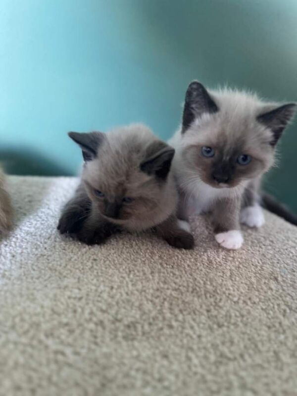 Ragdolls Kittens For Sale - Image 2 of 4