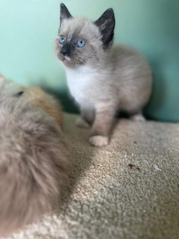 Ragdolls Kittens For Sale - Image 3 of 4