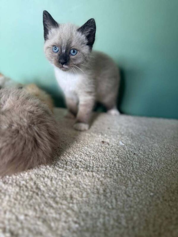 Ragdolls Kittens For Sale - Image 4 of 4