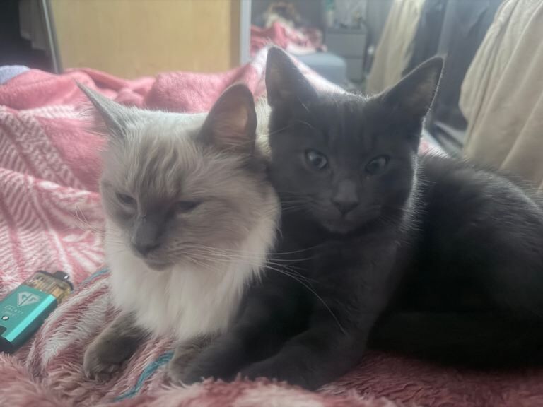 Ragdoll kittens for sale in Bradford, West Yorkshire – 3 months old