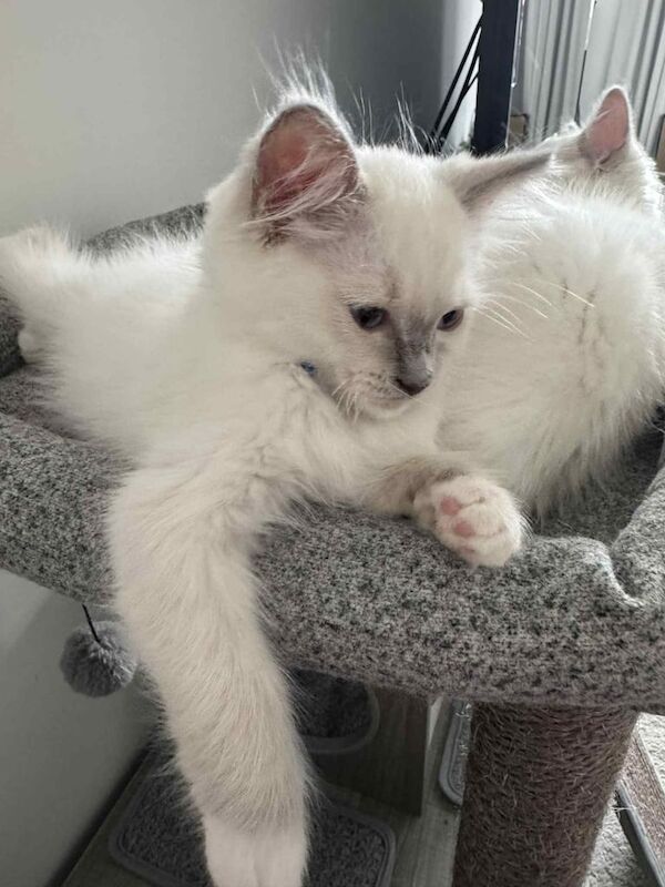 Ragdoll kittens for sale in Bishop Auckland, Durham – 3 months old