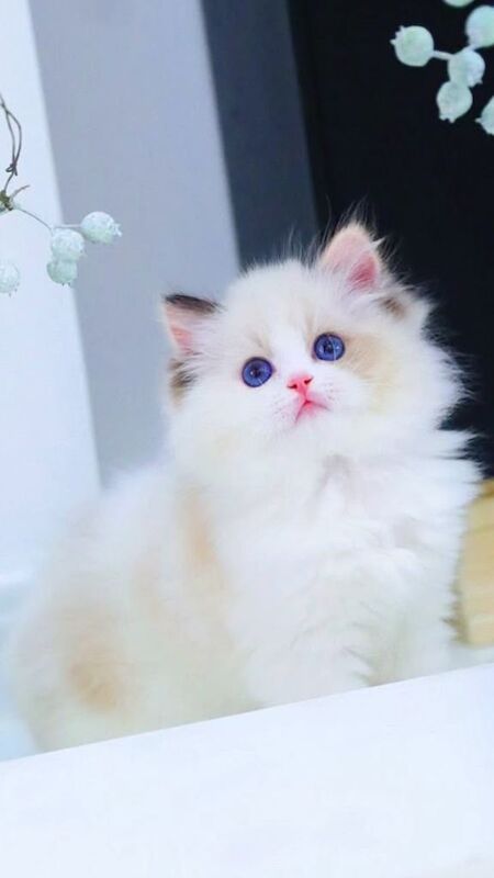 Rare Tortie Bi Colour Ragdoll girl