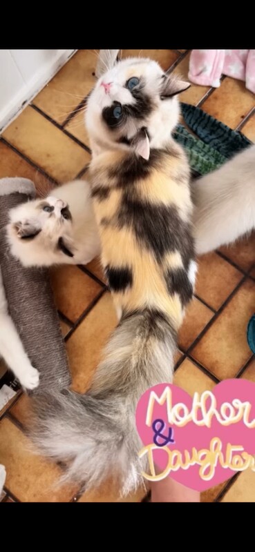 Rare Tortie Bi Colour Ragdoll girl - Image 2 of 5