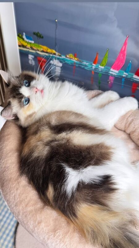 Rare Tortie Bi Colour Ragdoll girl - Image 3 of 5