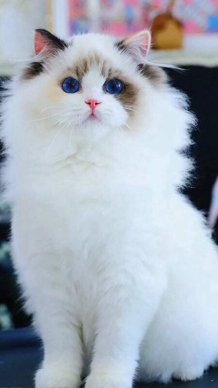 Rare Tortie Bi Colour Ragdoll girl - Image 4 of 5