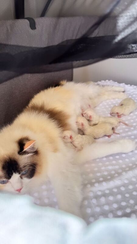 Rare Tortie Bi Colour Ragdoll girl - Image 5 of 5