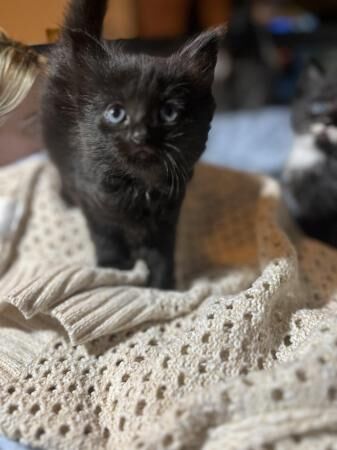 Ready now! 5 adorable kittens for sale in Rochester, Kent
