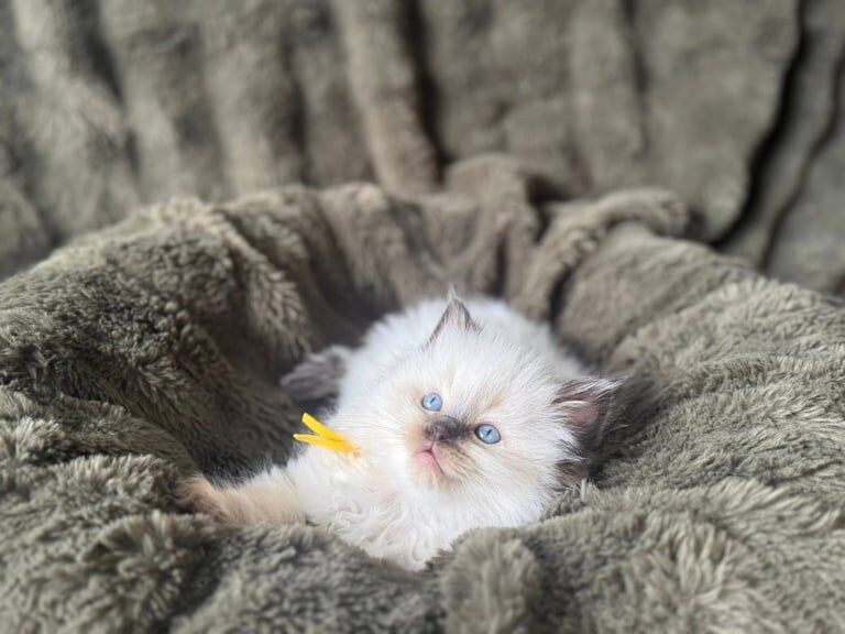 Ragdoll kittens for sale in Halifax, West Yorkshire – 8 weeks old