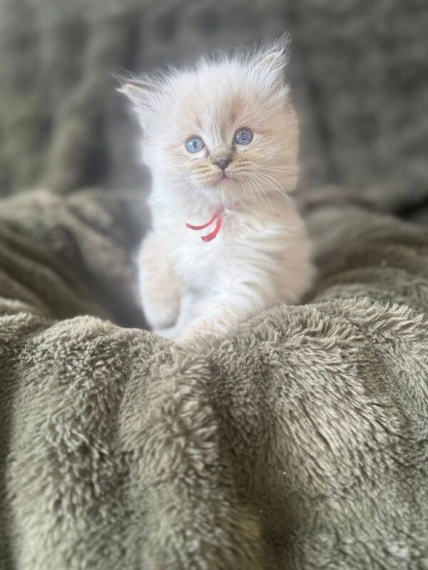 Ragdoll kittens for sale in Halifax, West Yorkshire – 8 weeks old - Image 2 of 3