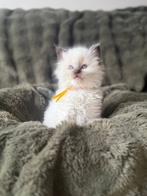 Ragdoll kittens for sale in Halifax, West Yorkshire – 8 weeks old - Image 3 of 3