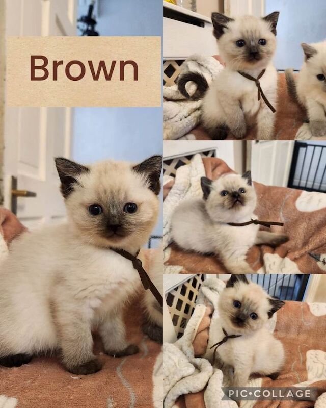Ragdoll Kittens For Sale