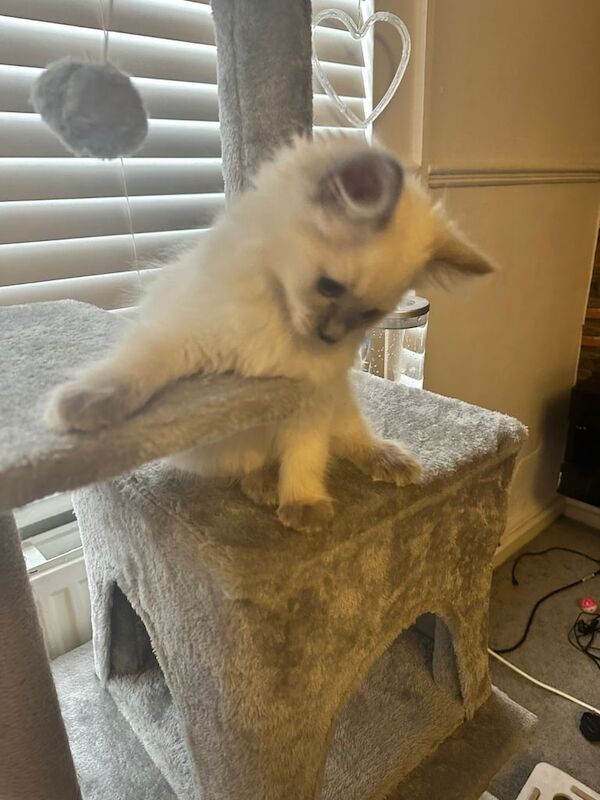 Ragdoll kittens for sale in Bury St Edmunds, Suffolk – 10 weeks old