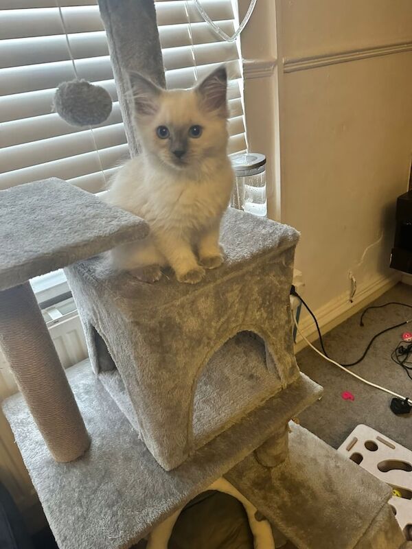 Ragdoll kittens for sale in Bury St Edmunds, Suffolk – 10 weeks old - Image 2 of 3