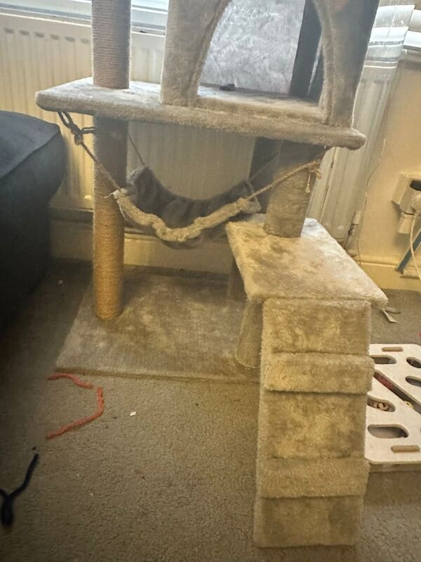 Ragdoll kittens for sale in Bury St Edmunds, Suffolk – 10 weeks old - Image 3 of 3