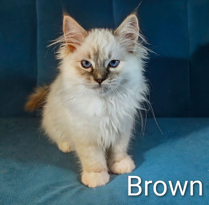 Ragdoll Kittens For Sale