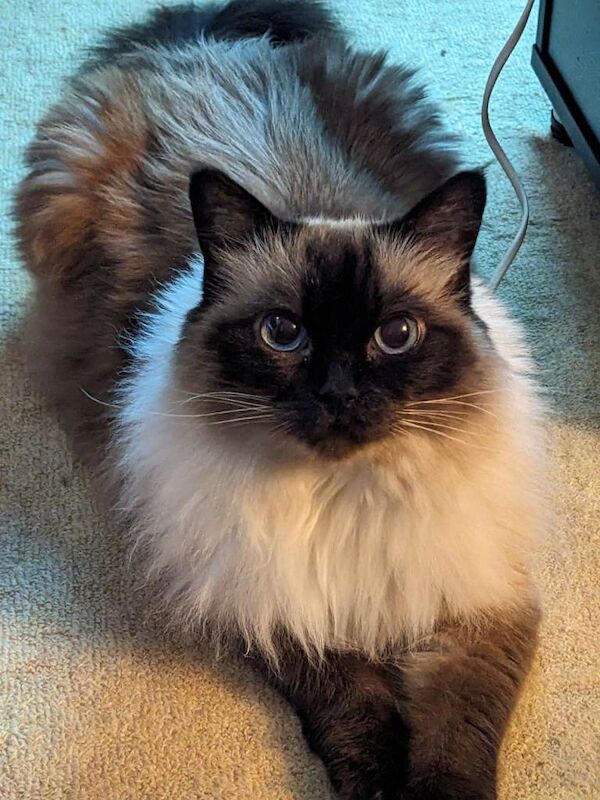 Ragdoll Kittens For Sale