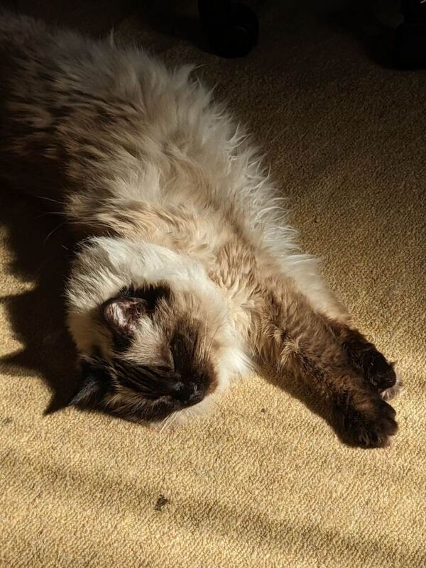 [REHOME ASAP] Female Dark Point Ragdoll Cat Neutered Chipped - Image 2 of 4