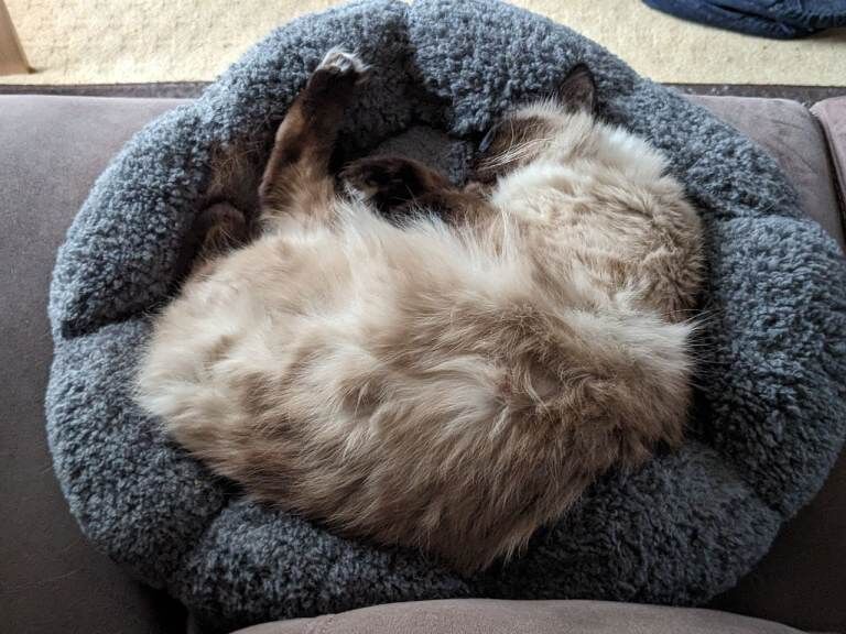 [REHOME ASAP] Female Dark Point Ragdoll Cat Neutered Chipped - Image 3 of 4