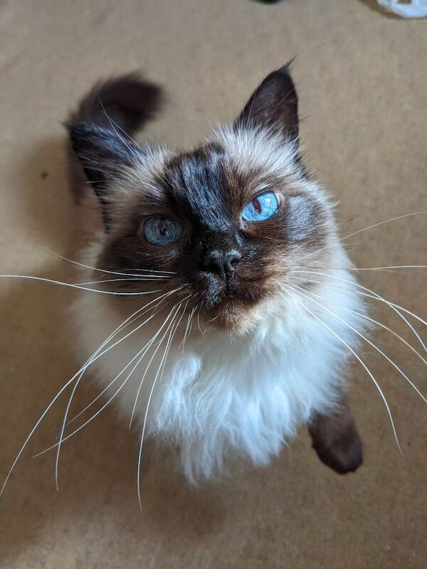 [REHOME ASAP] Female Dark Point Ragdoll Cat Neutered Chipped - Image 4 of 4