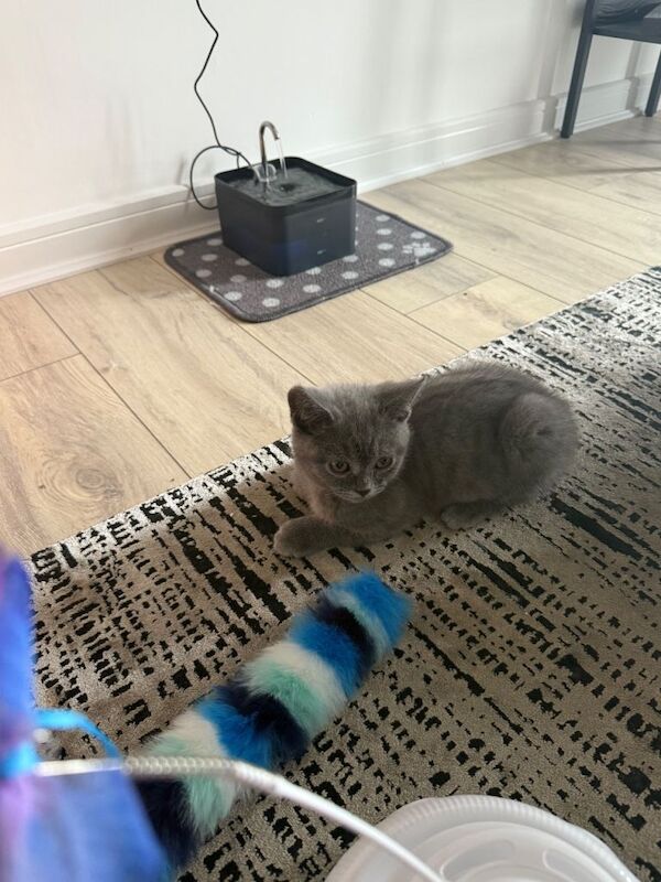 Ragdoll Kittens For Sale