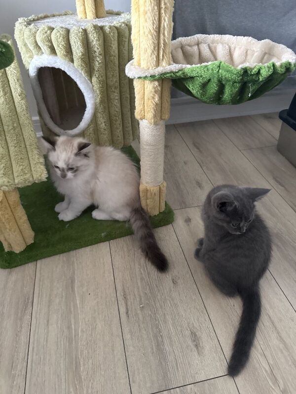 Rehoming BHS & Ragdoll - Image 2 of 2